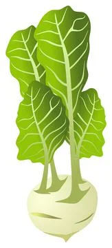 Kohlrabi vector drawing on isolated background healthy food diet concept Stock Illustration