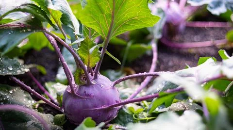 Kohlrabi in the vegetable patch with water drops Stock Photos