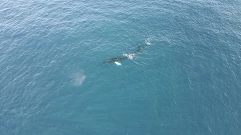 Kohola 1 Stock Footage 148402897