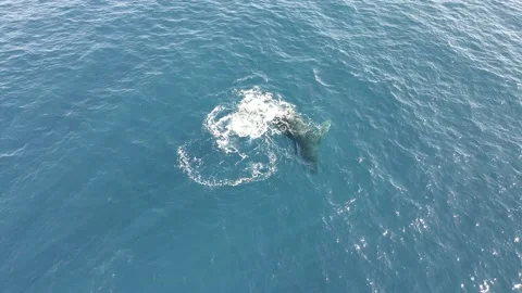 Kohola 3 Stock Footage 148402882