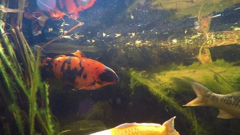 Koi 02 Vidéo 123277919