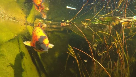 Koi 03 Stock Footage 123278129