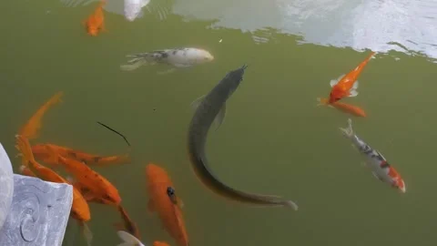 Koi and carp fish swimming in pond. Orange, black and white fish bodies. Stock Footage 246785672