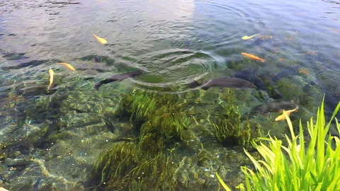 Koi and the Clear Stream Water Vídeo Stock 330612489