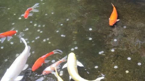 Koi and Coins Video stock 10871611