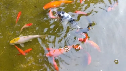 Koi and comet tailed gold fish swimming in the pond, top view shot 스톡 동영상 317125977