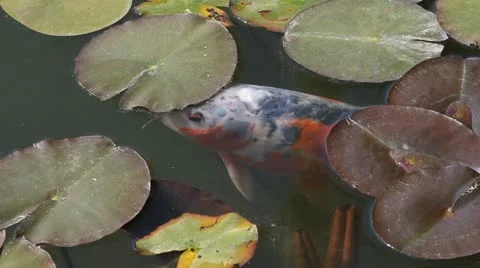 Lily Koti Stock Videos – Royalty-Free HD & 4K Videos