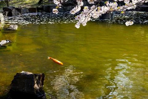 Koi and Sakura Stock Photos
