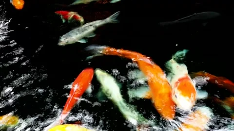 Koi, beautiful pet fish, beautiful fish, freshwater fish living together in.. Stock Footage 333819692