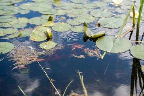 Koi below the water surface. Stock Photos