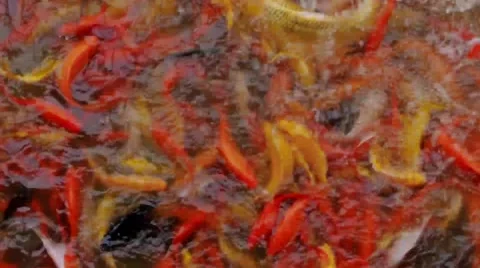 Koi carp from above 動画素材 59594224