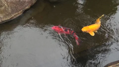 Koi Carp Adorning the Water Surface Video stock 333181783