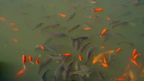 Koi Carp in Black Dragon Pool Stock Footage 88222937
