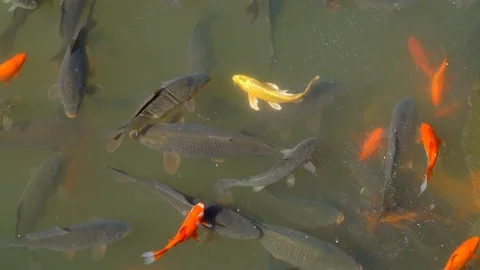 Koi Carp in Black Dragon Pool Video stock 88223417