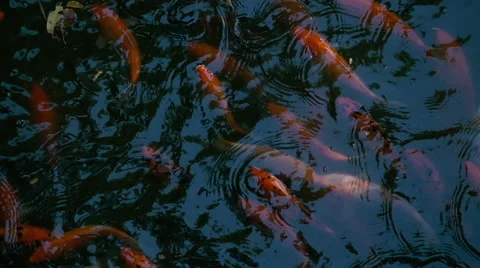 Koi carp feeding and basking in the sun - slow motion. Stock Footage 58360747