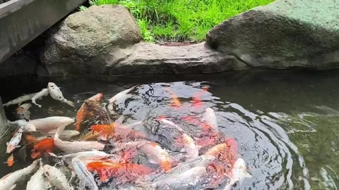 Koi carp. Feeding multicolored fish in a pond. Fancy carp. Big and small fish Stock Footage 311365491
