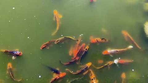 Koi carp feeding in a pond Stock Footage 335704497