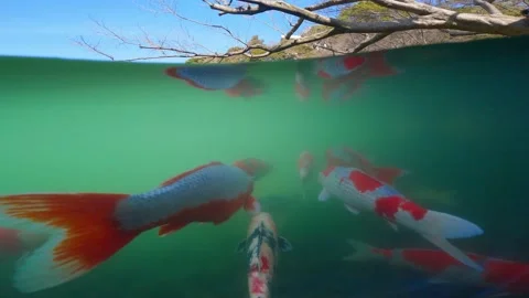 Koi carp fish or Koi fish in a pond in a traditional Japanese garden. Japanese Stock Footage 234697555
