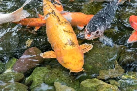 Koi Carp Fish Stock Photos