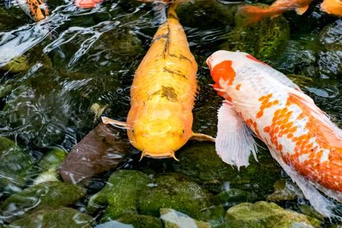 Koi Carp Fish Stock Photos