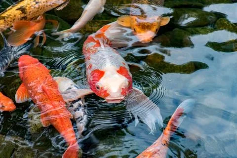 Koi Carp Fish Stock Photos
