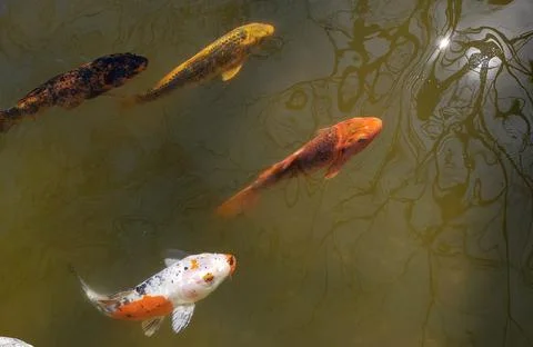 Koi Carp fish Stock Photos