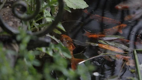 Koi carp fish pond Stock Footage 86681829