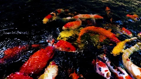 Koi Carp fish in pond Video stock 95003033