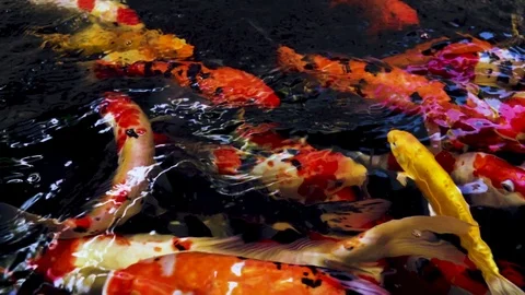 Koi Carp fish in pond Video stock 95010480