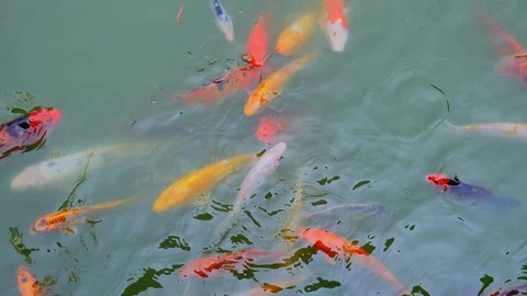 Koi carp fish in the pond Stock Footage 105471358