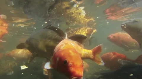 Koi Carp Fish Seen Underwater in Slow Motion Stock Footage
