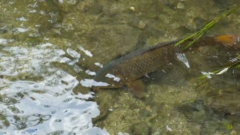 Koi Carp Fish Swimming in Clear Stream Water Close-Up Nature Korea Stock-Footage 344525545