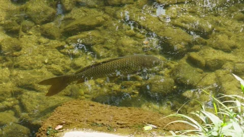 Koi Carp Fish Swimming in Shallow Greenish River Water Close-Up Korea Stock-Footage 344525494