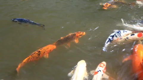 Koi Carp Stock Footage 522830
