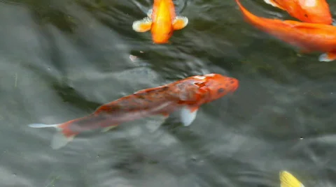 Koi carp 스톡 동영상 823768
