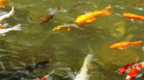 Koi carp Stock Footage 829244