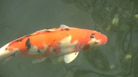 Koi Carp Видео 8860783