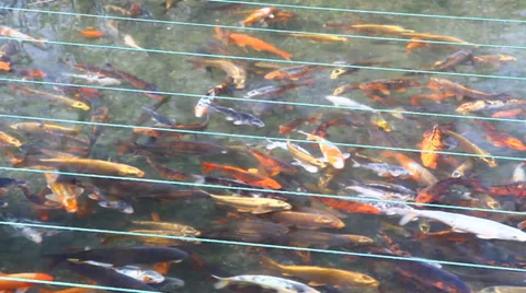 Koi carp Stock Footage 36488063