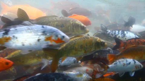 Koi carp Stock Footage 36493578