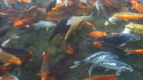 Koi carp Stock Footage 36494301