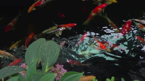 Koi Carp Stock-Footage 170833338