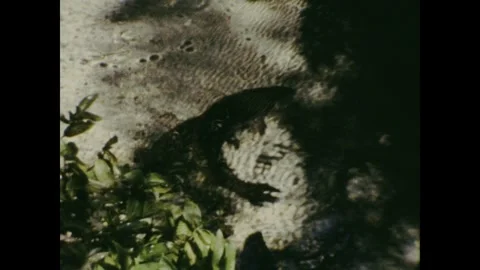 Koi Carp Stock Footage 252046630