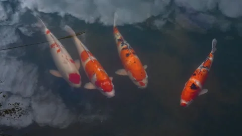 Koi carp Stock Footage 278311242