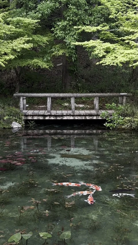 Koi Carp Stock Footage 317531002