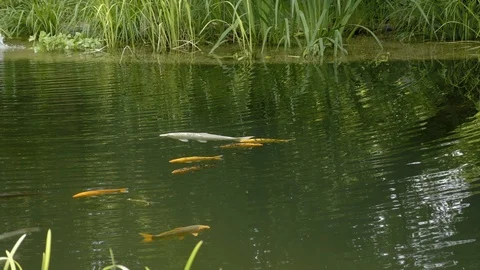 Koi carp in garden pond. Floating fish in water Stock Footage 119366267