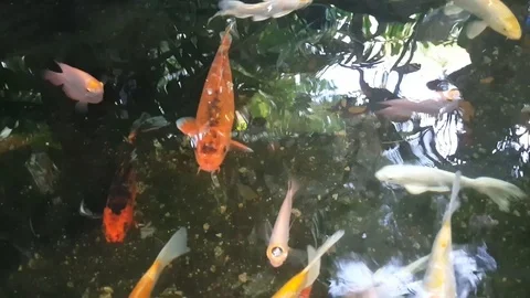 Koi Carp, is moving in the water Stock Footage 108586445