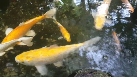 Koi Carp, is moving in the water 库存影片 108586477