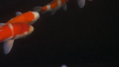 Koi Carp (nishikigoi.) Stock Footage 77586345