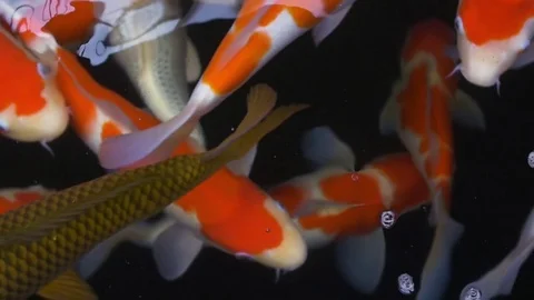 Koi Carp (nishikigoi.) Stock Footage 77588412