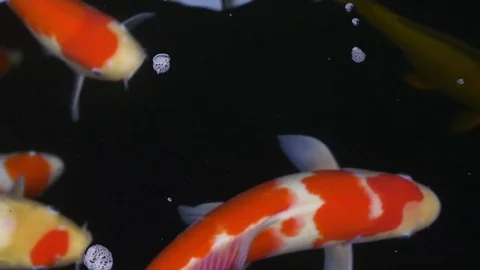 Koi Carp (nishikigoi.) Stock Footage 77620729